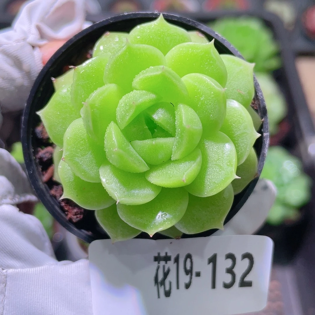 花利美19-132麦秆
