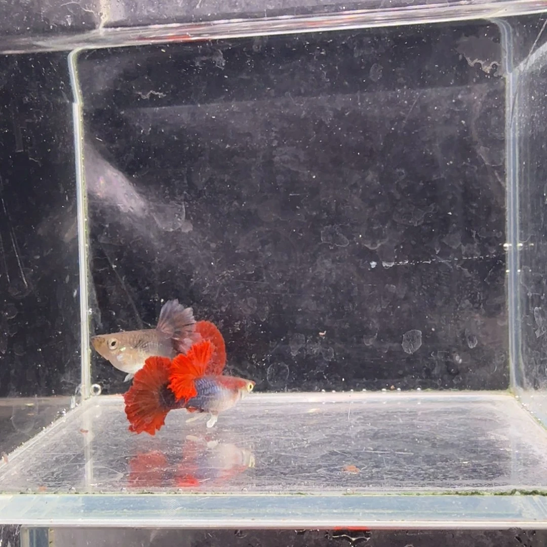 孔雀鱼大背折扇1对