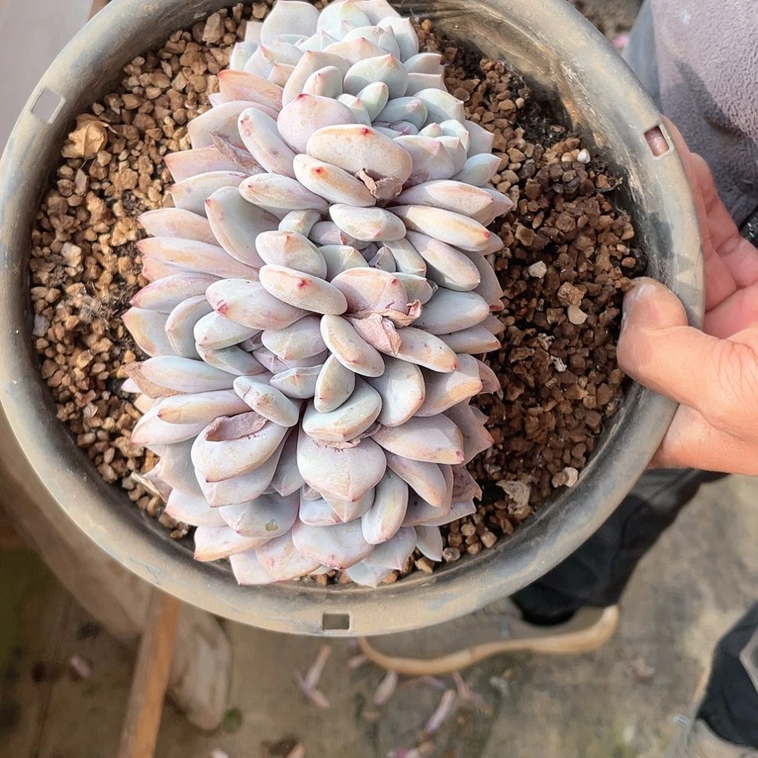 星影一字马板子老桩