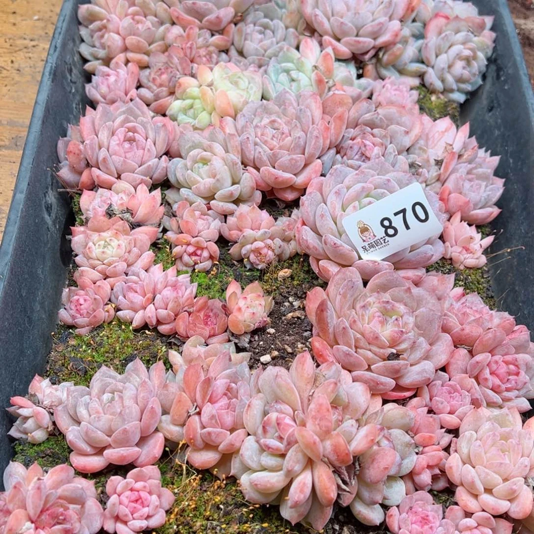 辣**枝多肉植物多肉植物