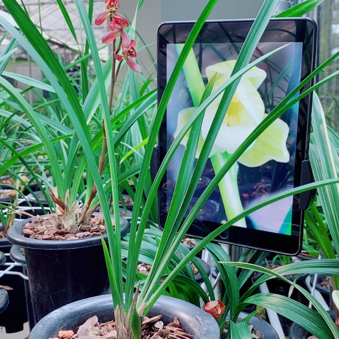 大部分花苞少量开放