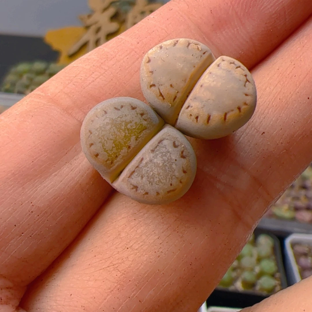 【闪购商品】00000000025