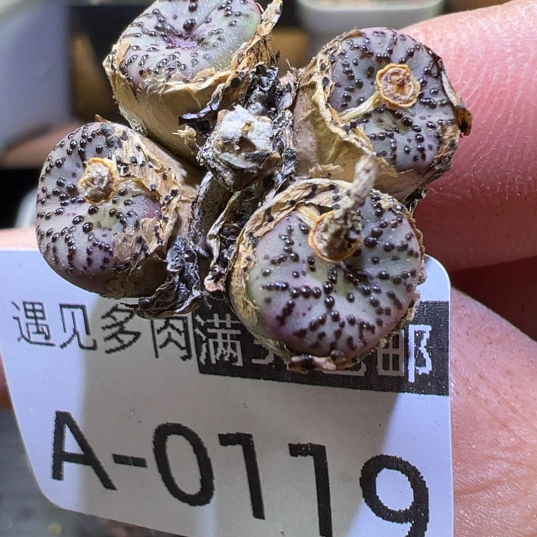 多肉植物1111111111111