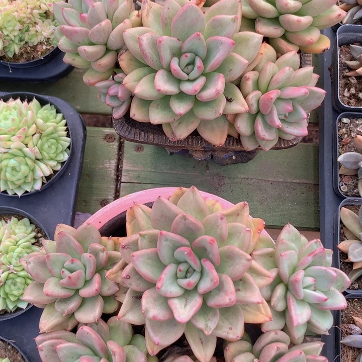 鳄梨群生脱土发货