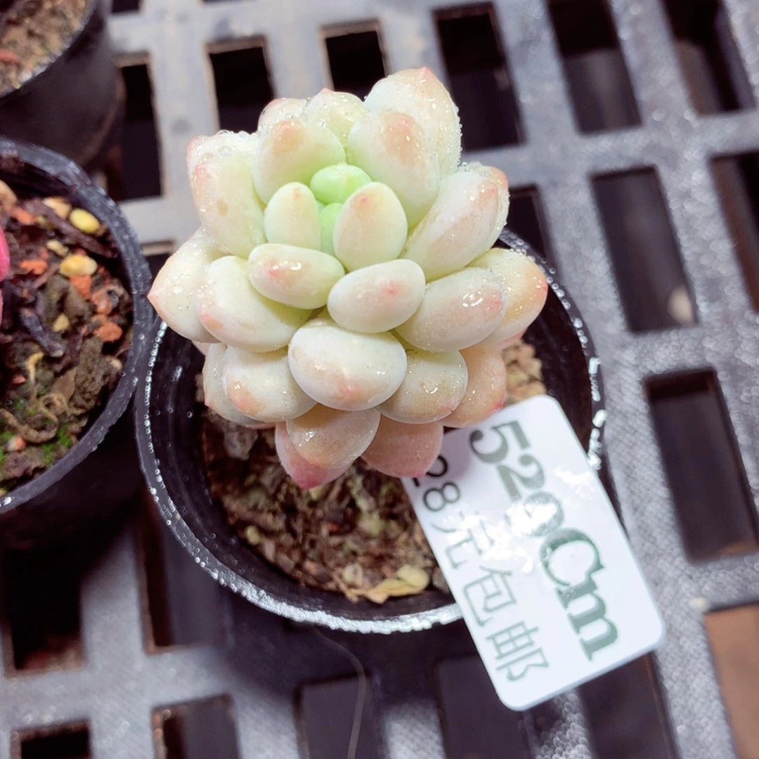 5厘米盆精控多肉529