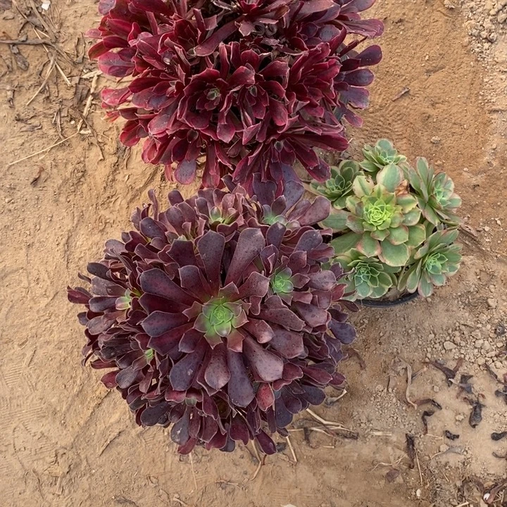 完全开放439蒙那利撒多肉花那