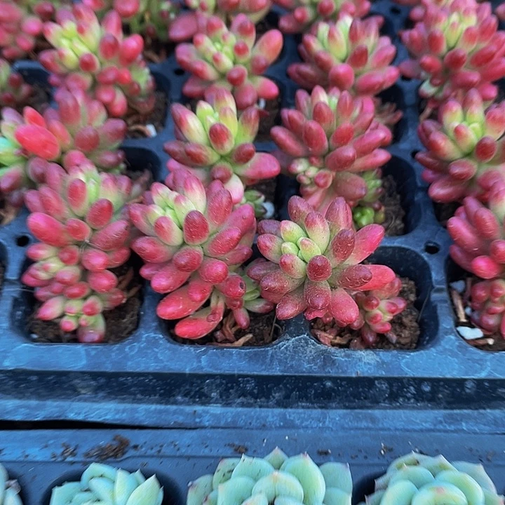 小红之玉锦1元带土