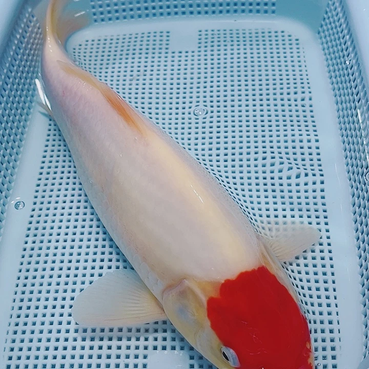 海水鱼锦鲤观赏鱼103