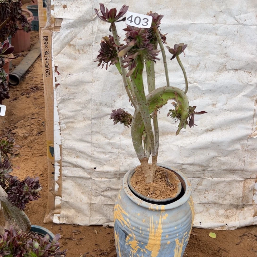 有伤黑缀403满28包邮