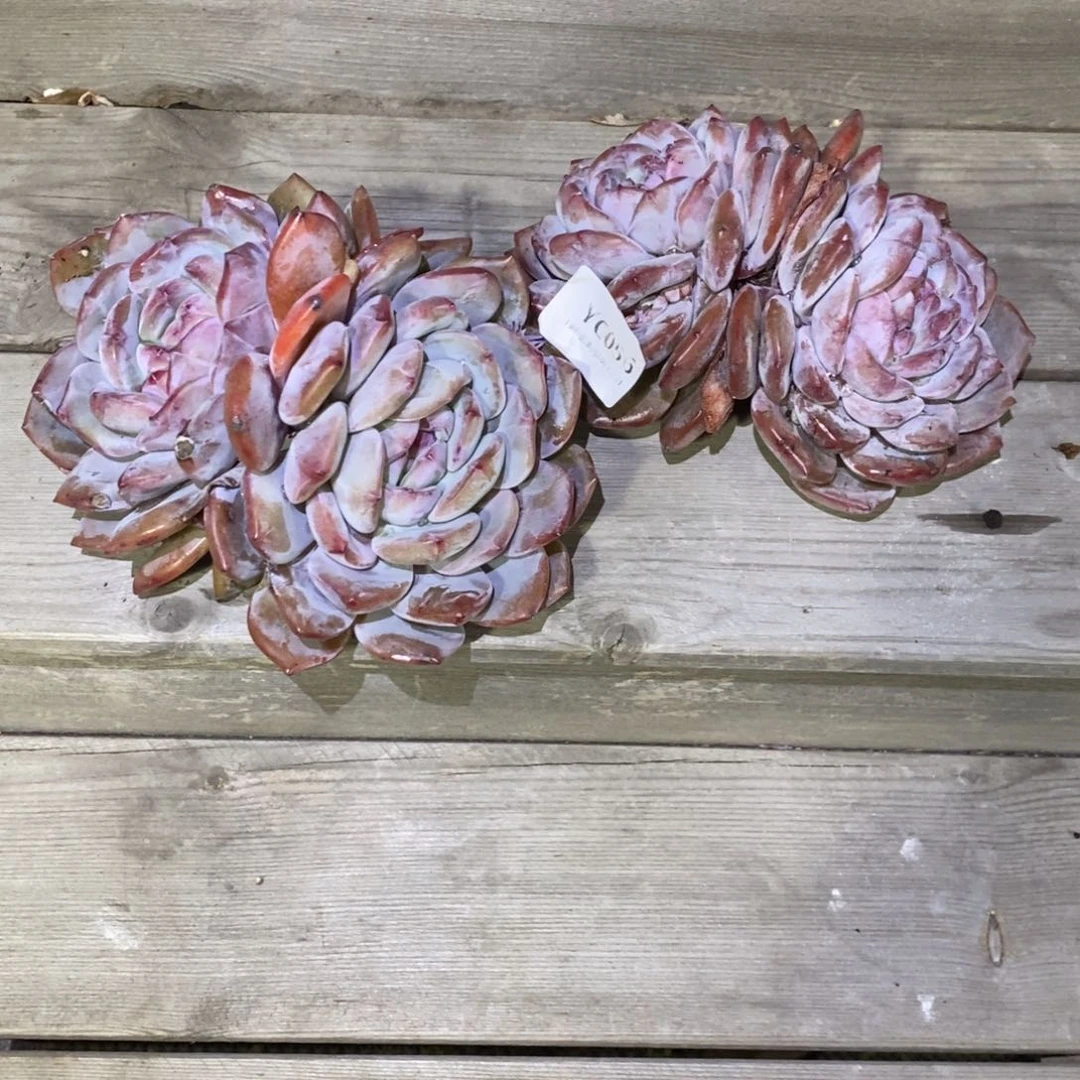 粗砂花盆芊**星YC056rourourou