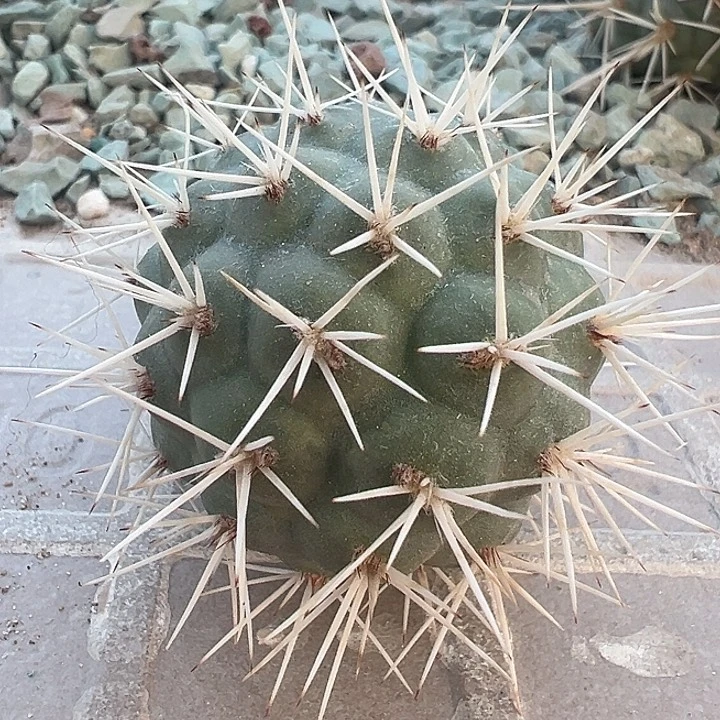 白刺习致野。 一代侧。