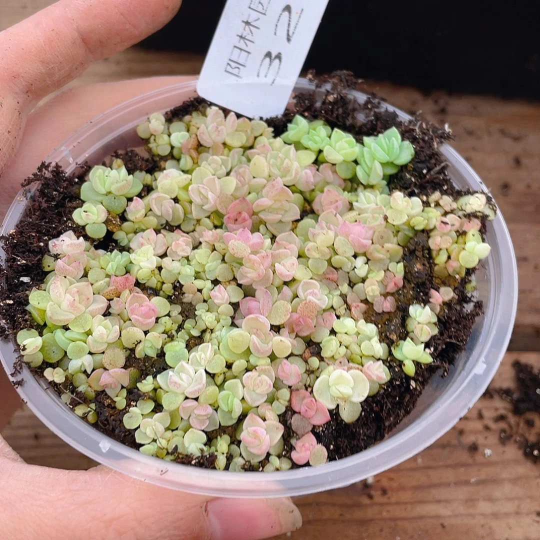 1***桃多肉植物多肉植物329