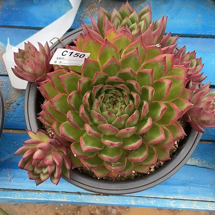 若如东云单拍C150