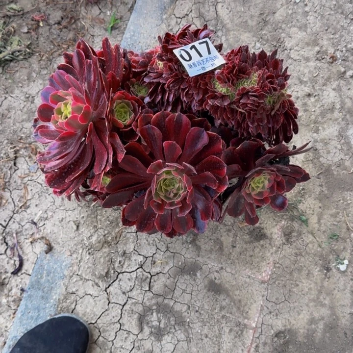 美杜莎花29-33包邮花花