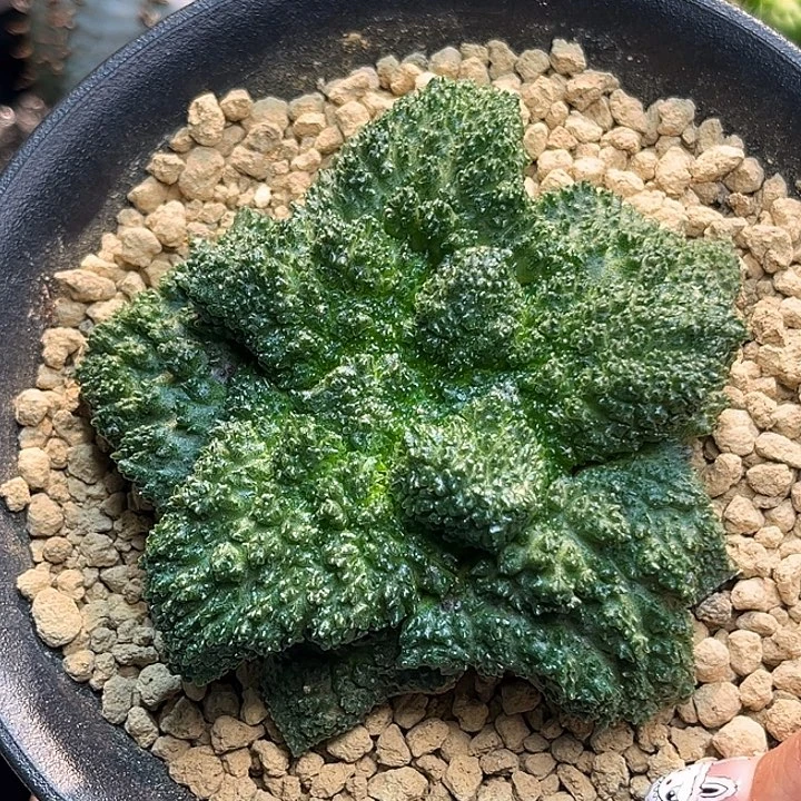 哥斯拉牡丹泰系Zzzssszzz