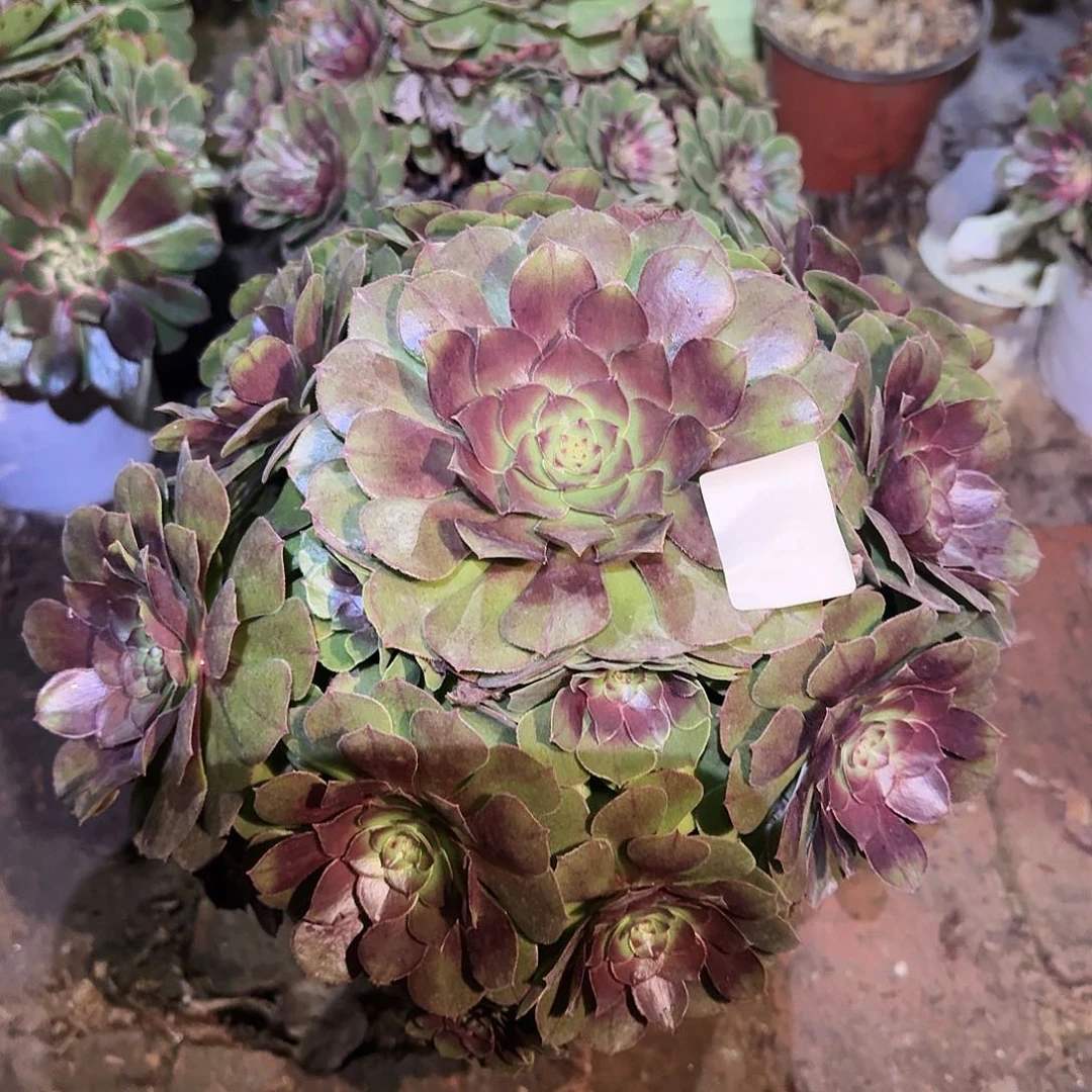 多肉植物万圣节557