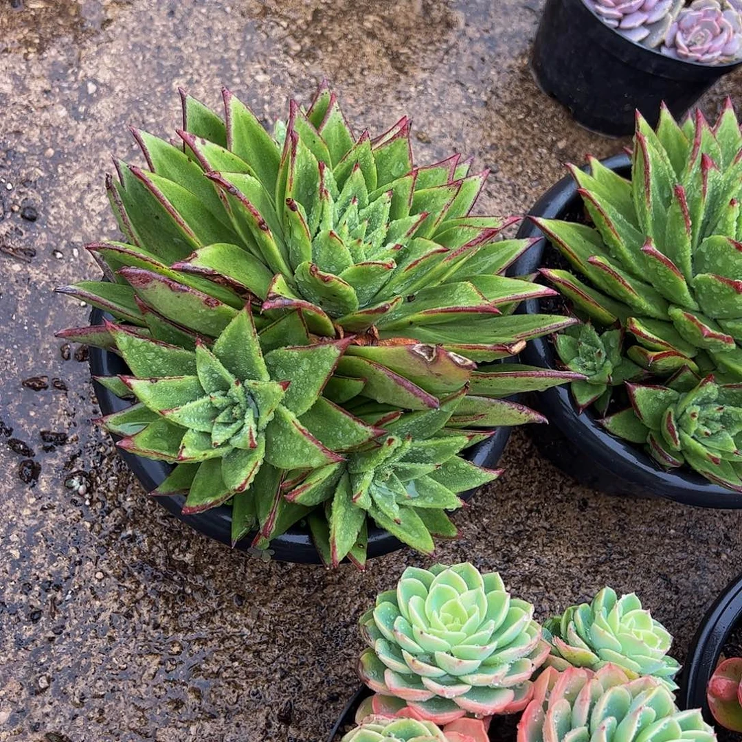 口红大单头带崽特大