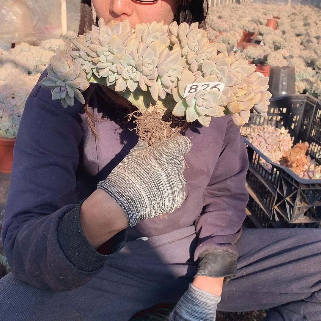 826 淡雪缀 一物一拍