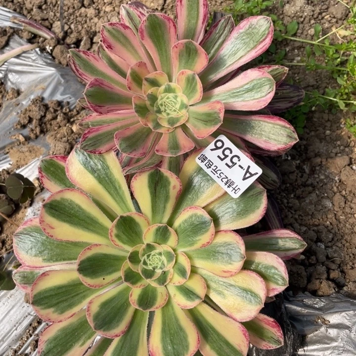 556围巾2颗多肉1235578