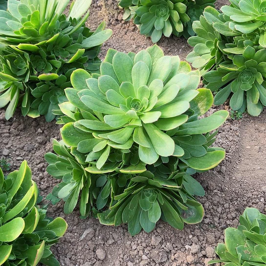 紫砂茶宠金秋大群一颗量拍
