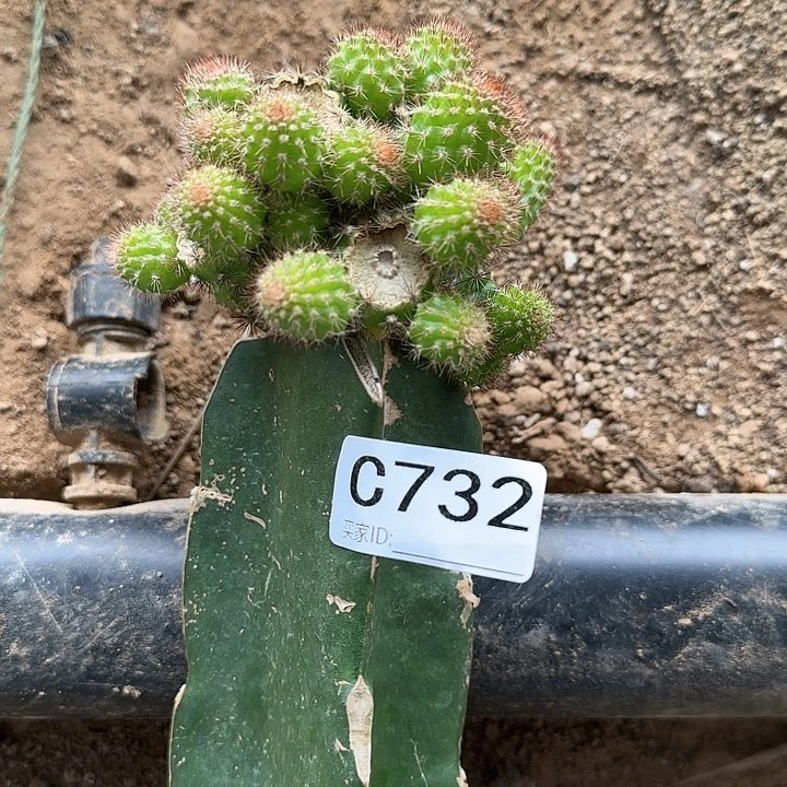 用****4嫁接橙花金妞732