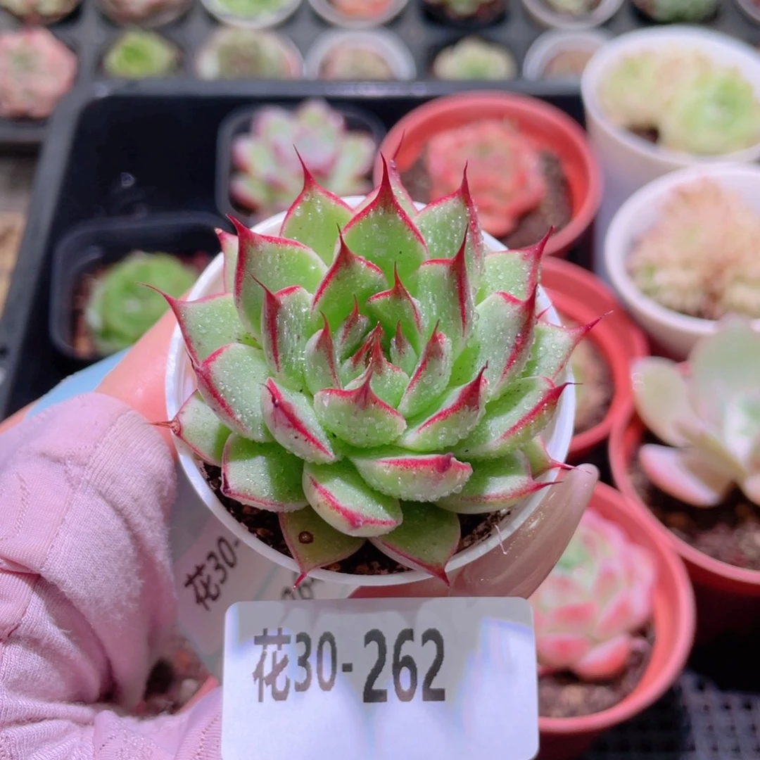 花利美30-262新品