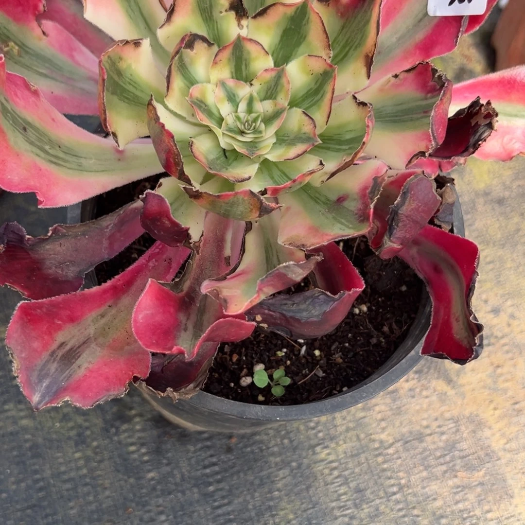 朵***马520爱丽丝多肉多肉多肉