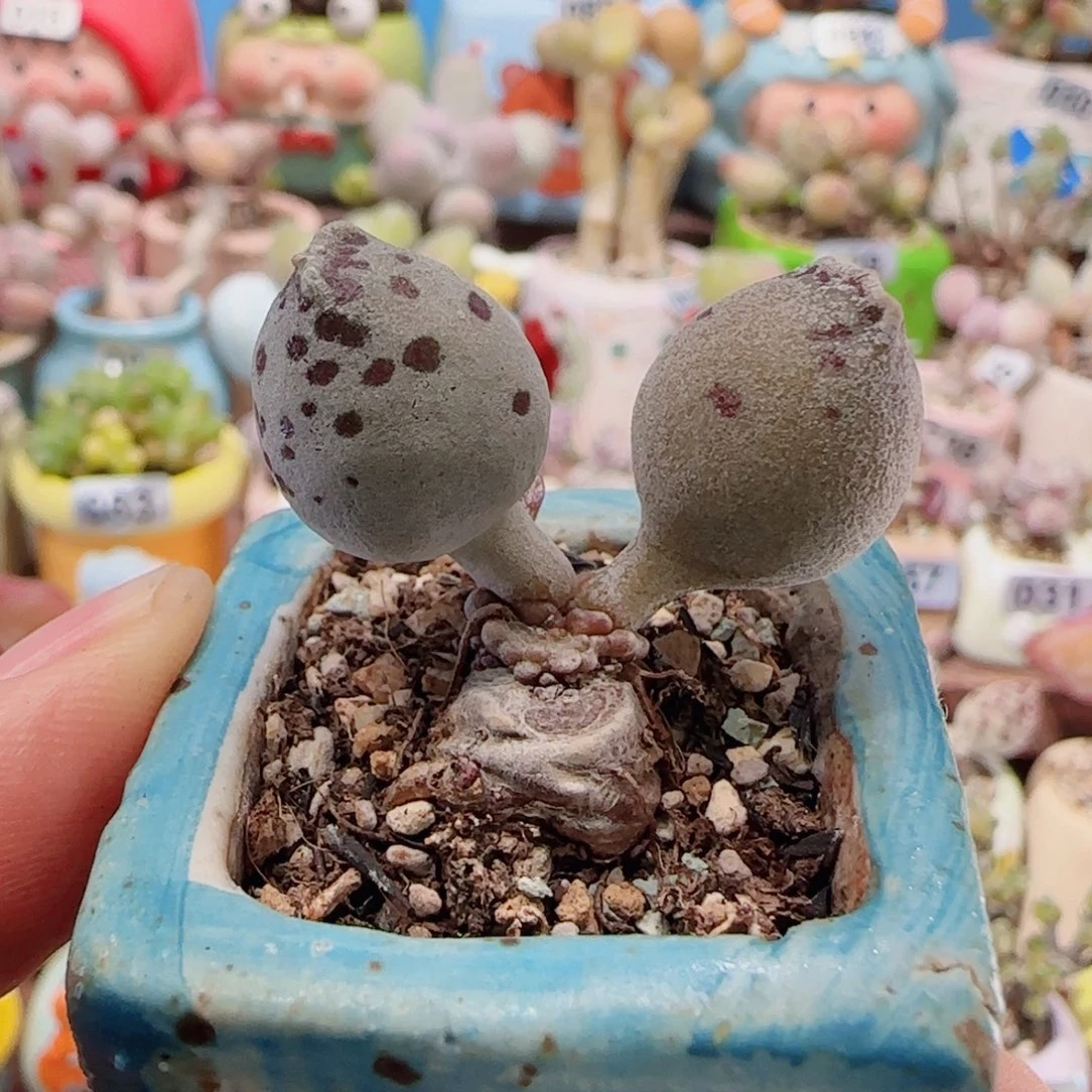 T双色海豹盆口3.5cm