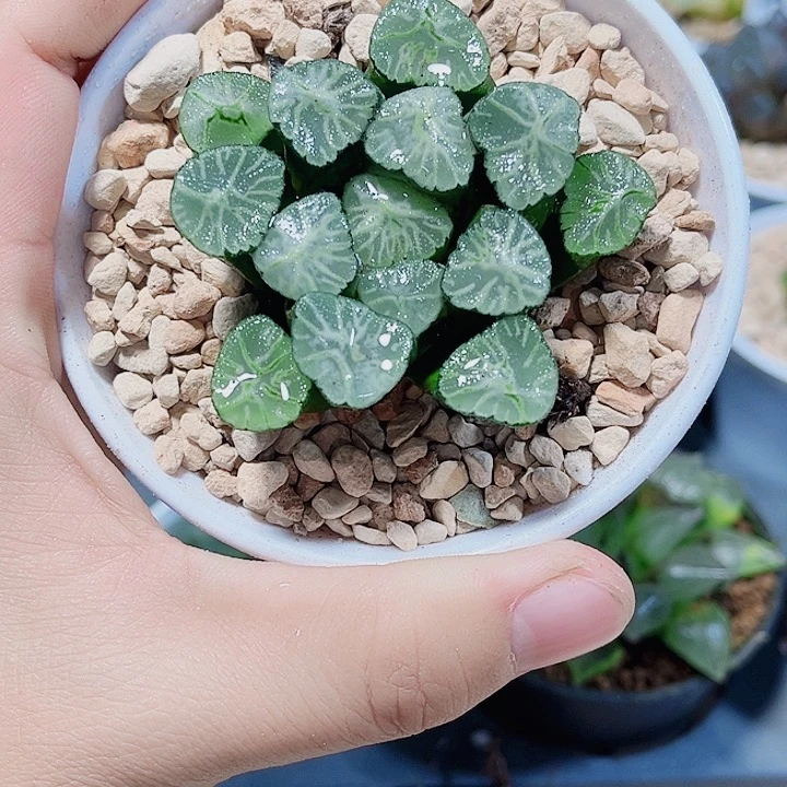 火烧云万象新手好养的，