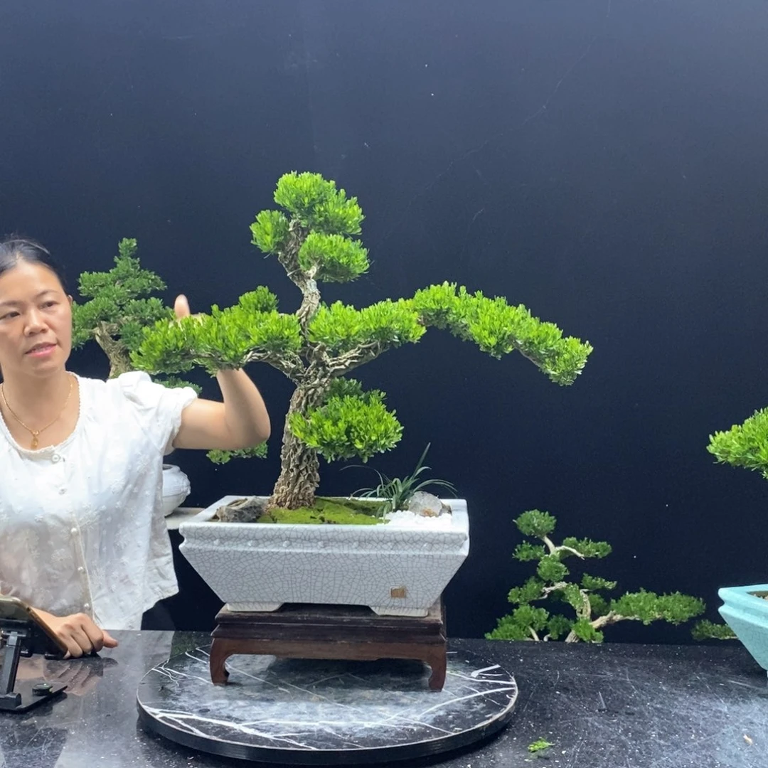 无花朵精品黄杨盆景艺术