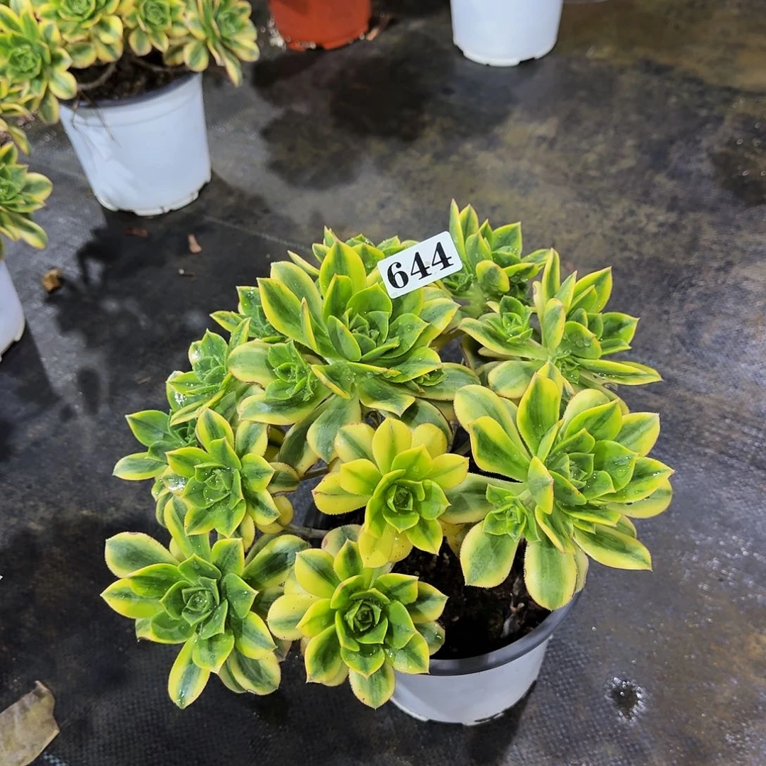 00000644星爆多肉法师