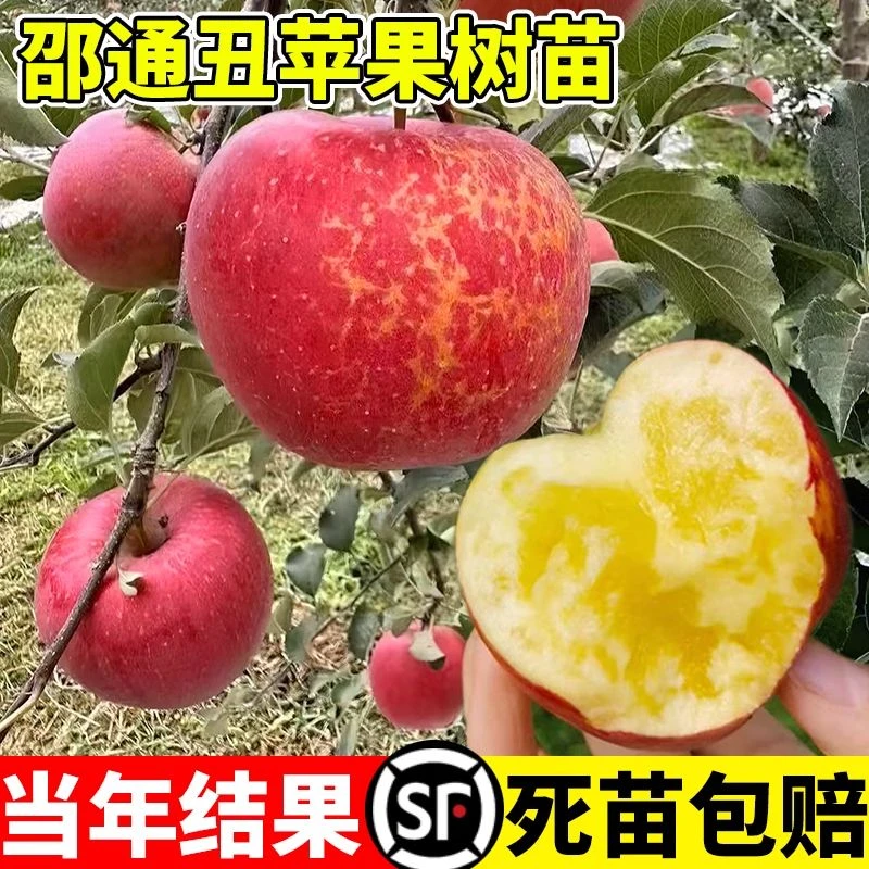 云南昭通丑苹果树苗嫁接特大冰糖心苹果树果苗南方北方盆地栽种植