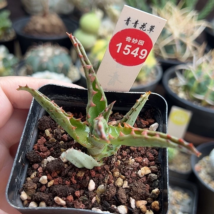 卡萨帝芦荟一颗66888