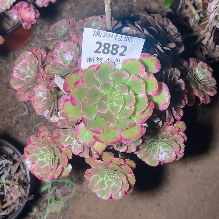 2882霁月多肉植物保护