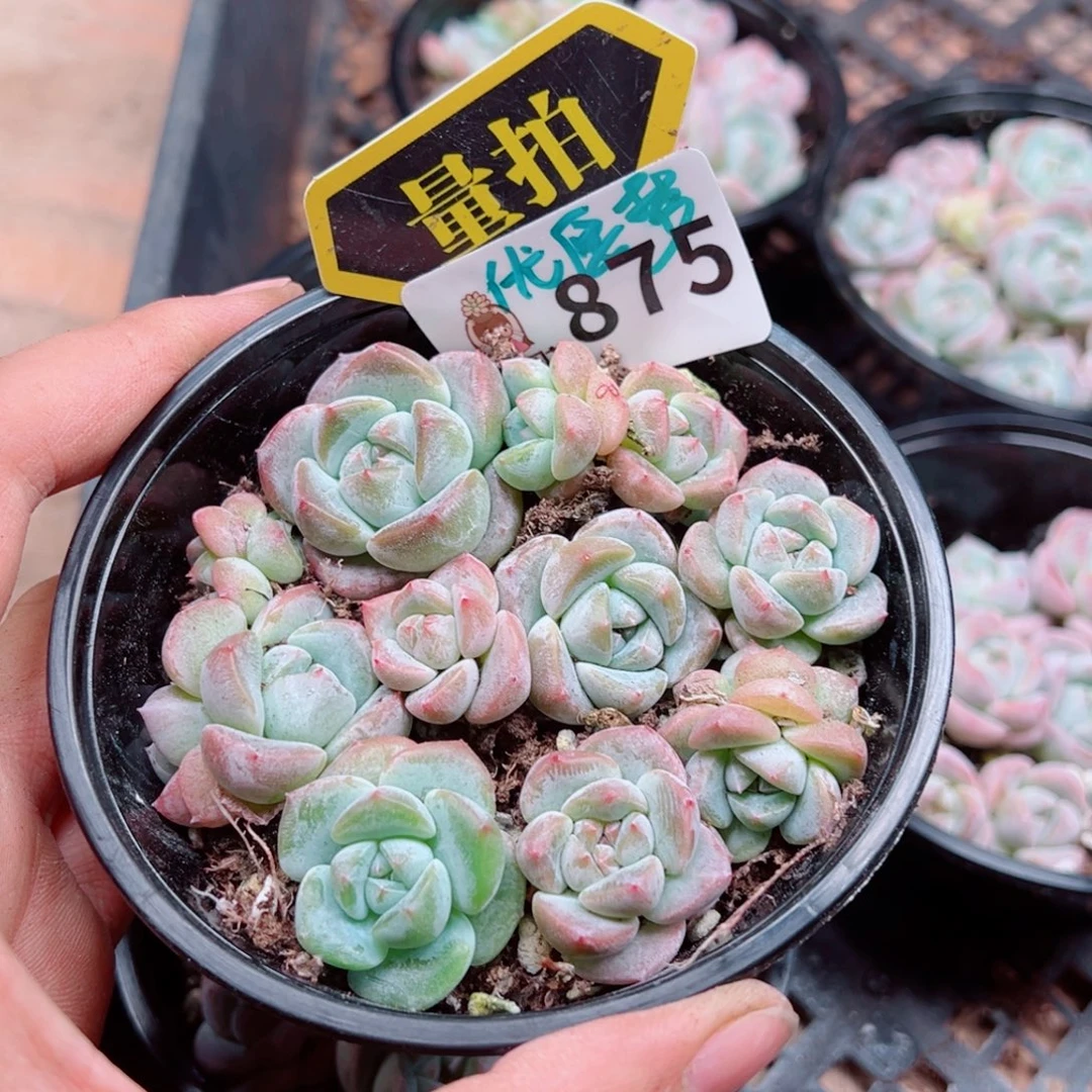 多肉植物多肉植物