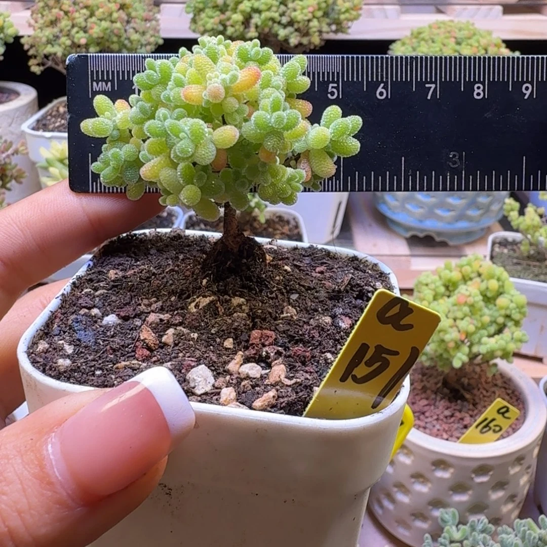 a151后橘子糖冠服5厘米左右