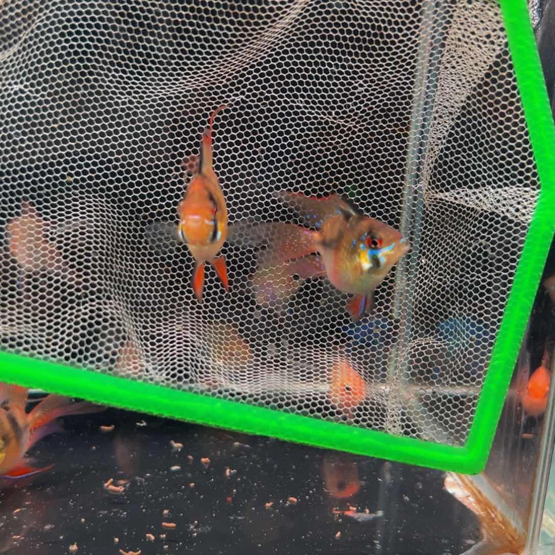 短鲷鱼荷兰凤凰一对