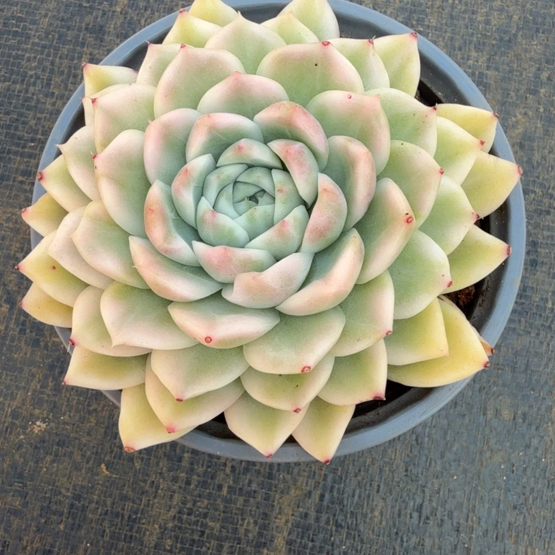 麦秆锦锦上园艺一物一拍