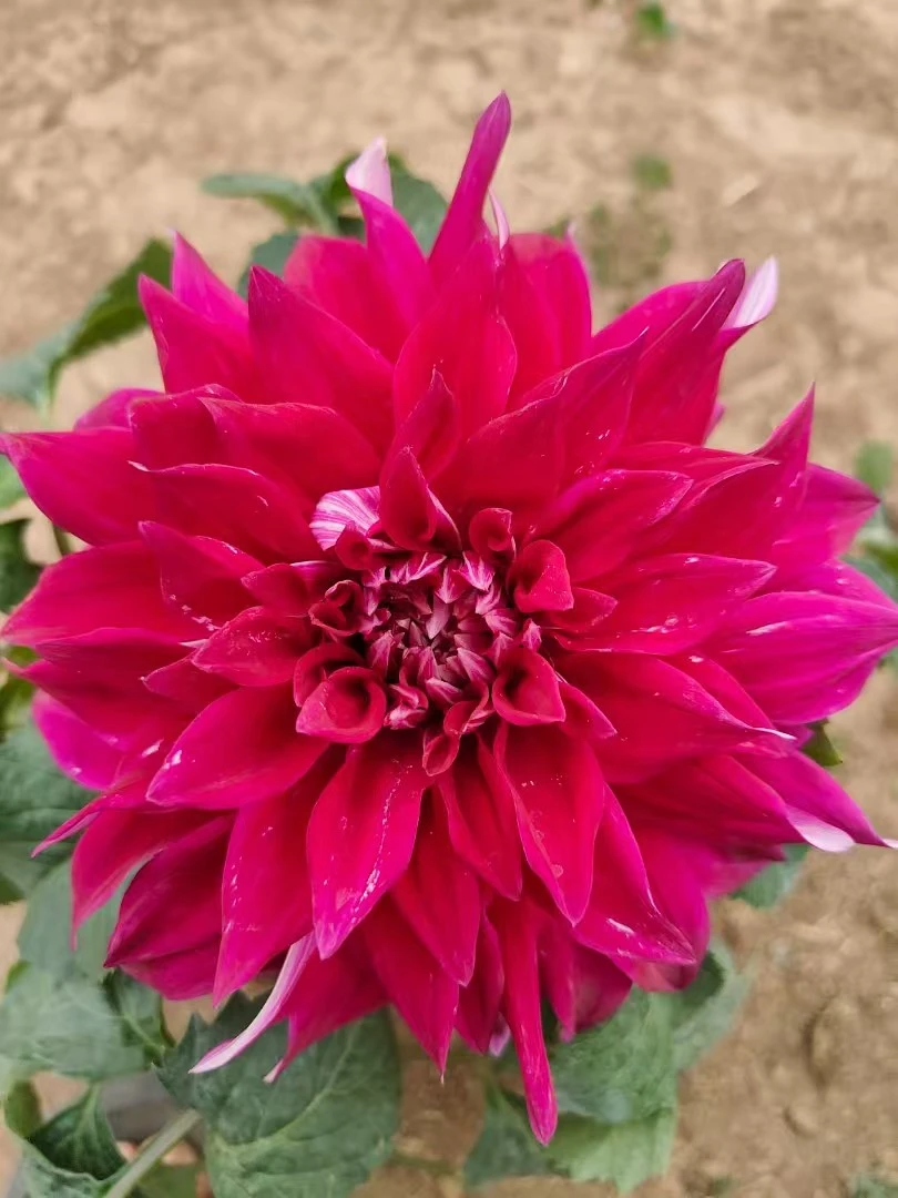 【精品大丽花】大丽花盆栽带花苞发货四季开花特色花卉朱顶红绿植