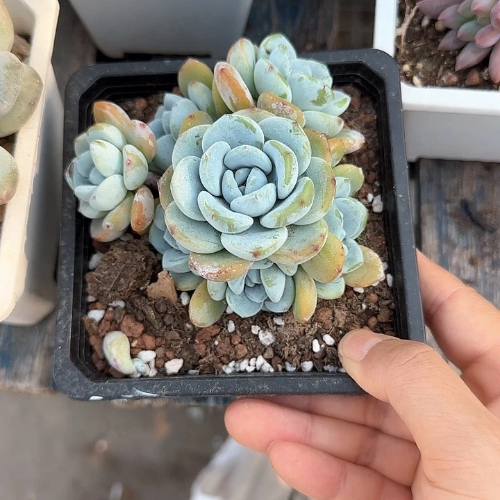 青蛙王子儿童牙膏套装111
