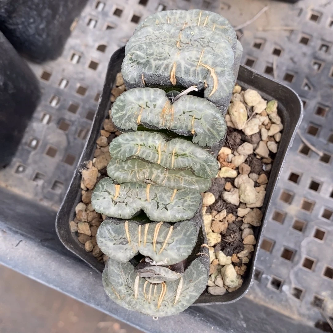 116 一颗大玉扇 超级福利