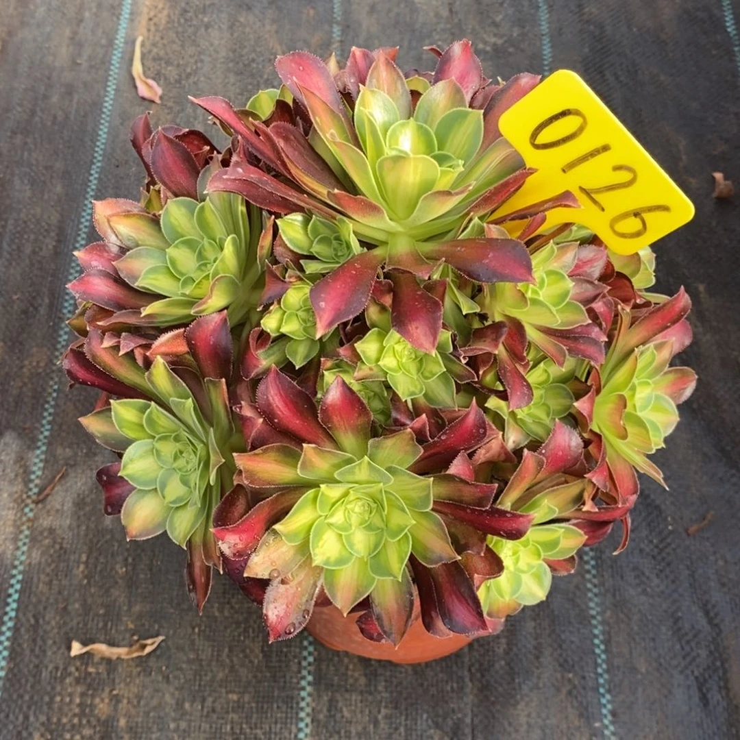 红陶0126韶华。一物一拍