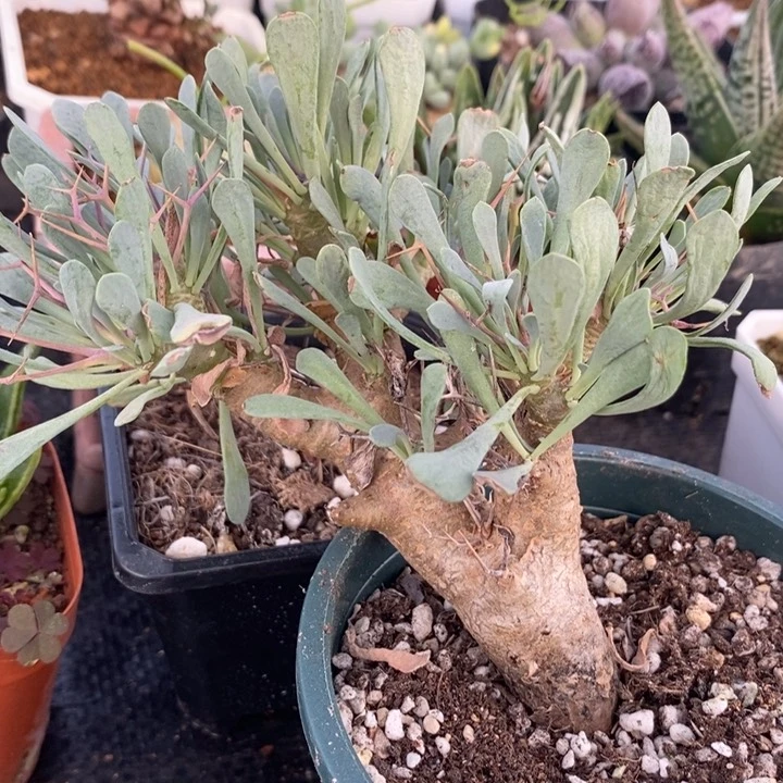 黑鬼殿厚敦菊，一物一拍