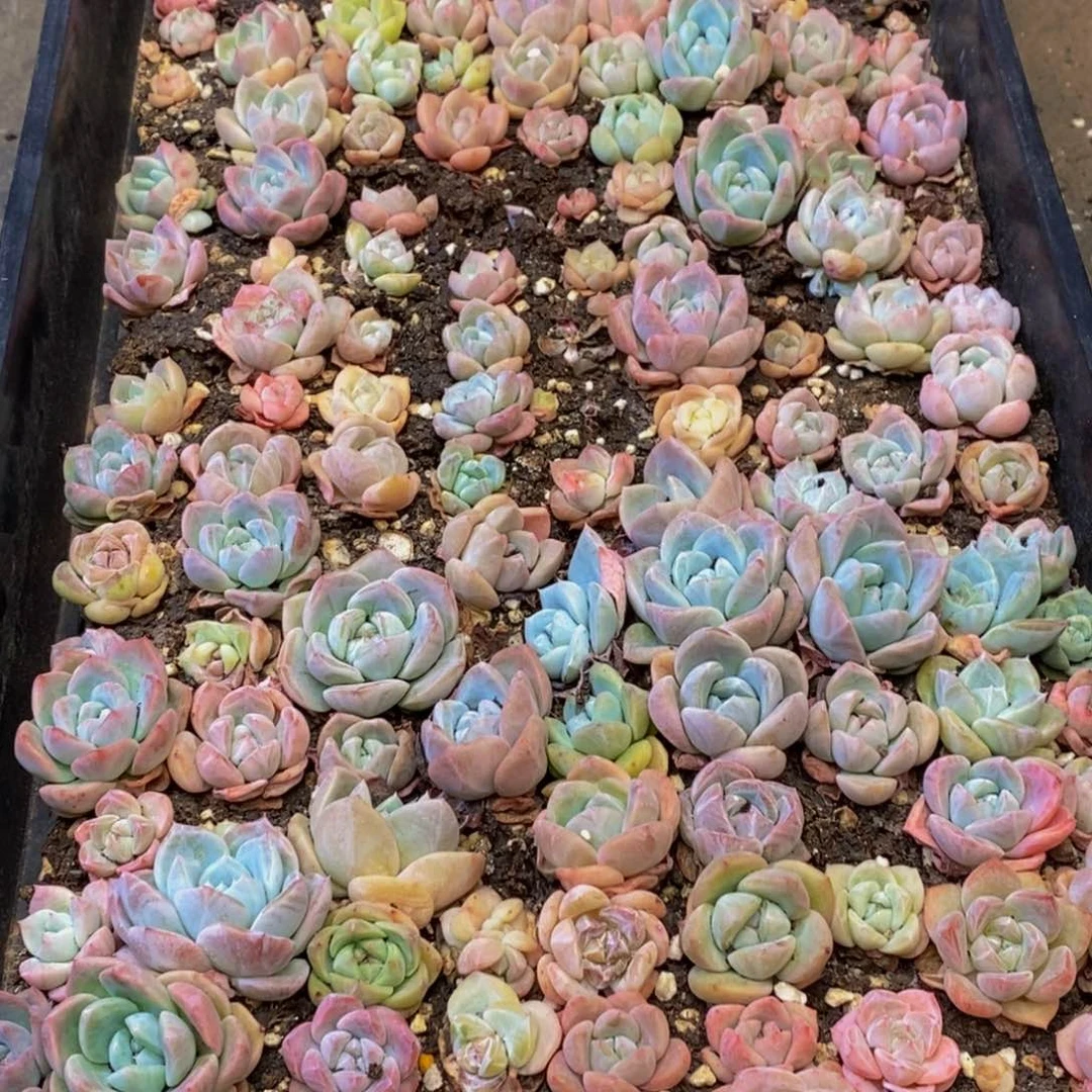 629多肉植物保护研究所所长