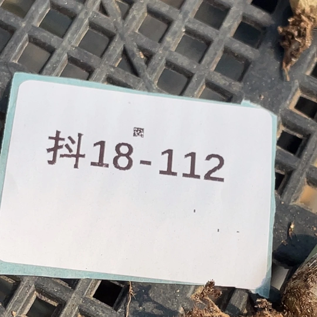 水***冻18-112肉锥多肉植物