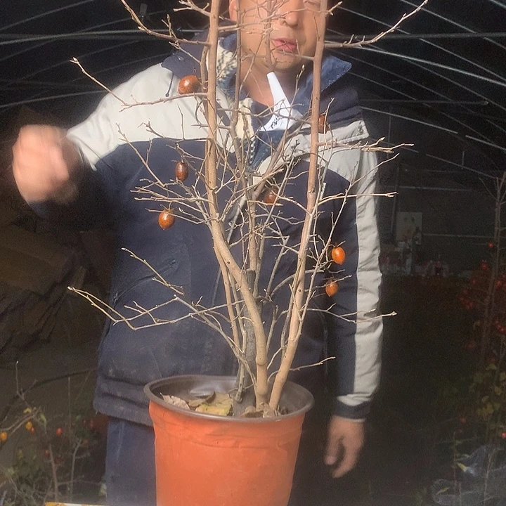 麒***族无花朵我们的目标