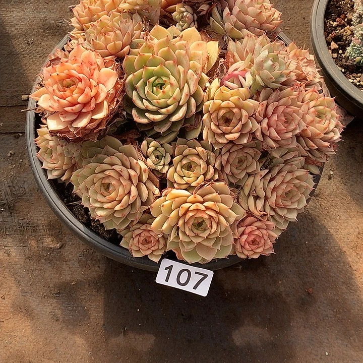 107笨巴蒂斯 一物一拍多肉