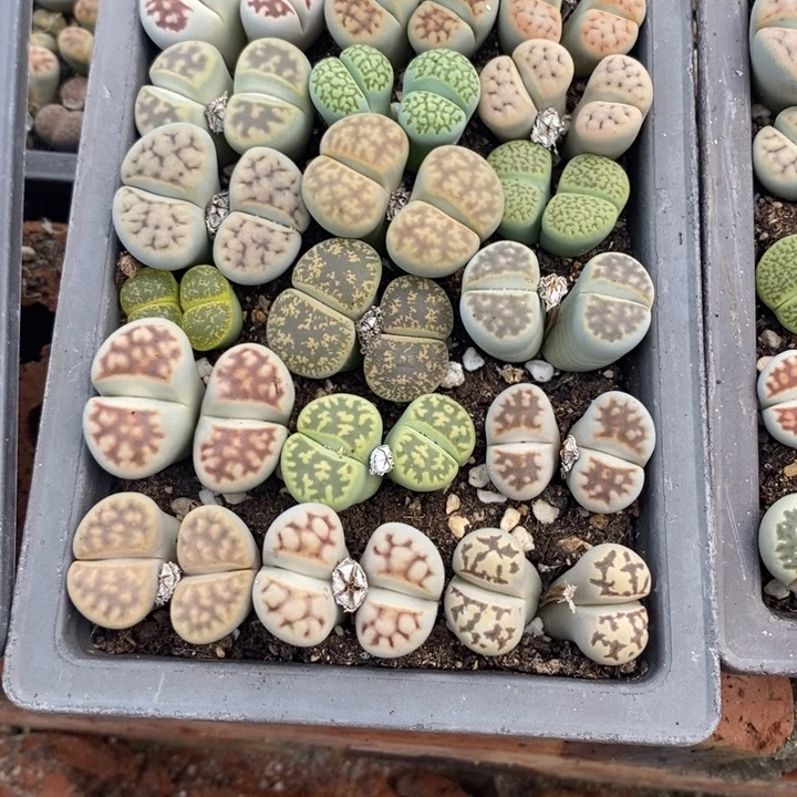 清***然生石花等植物的生长641