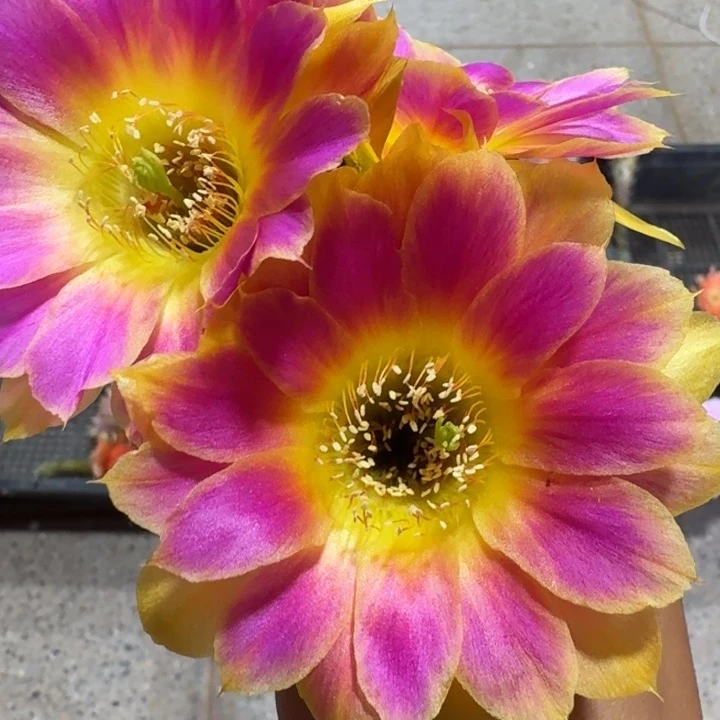 208丽花阳光明媚歪3公分左右无根侧牙，20包邮