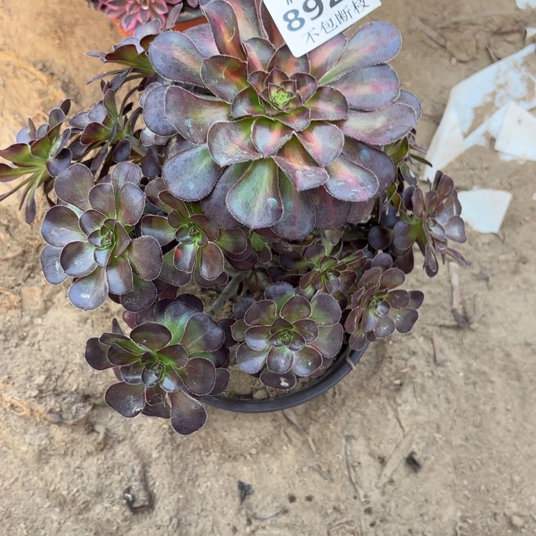 N 8928晚霞多肉，？de